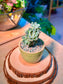 Echeveria Tinkerbell Variegated (Succulent) in a Ceramic Pot