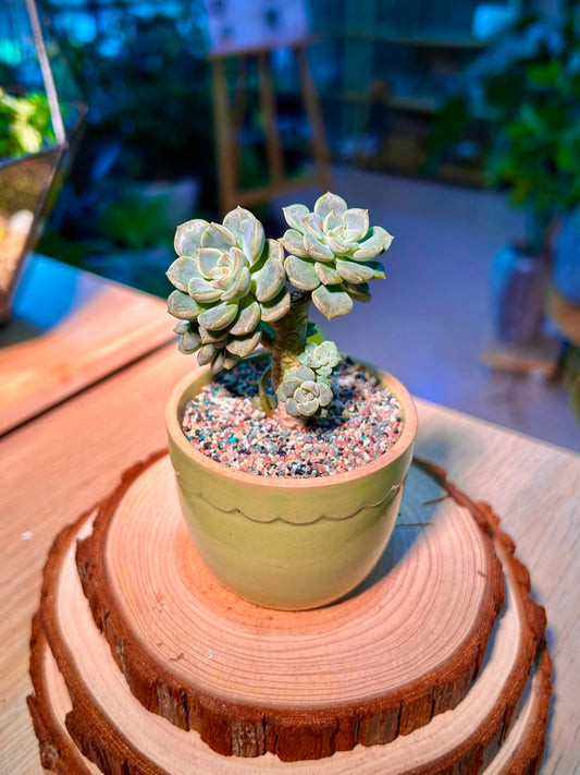 Echeveria Tinkerbell Variegated (Succulent) in a Ceramic Pot