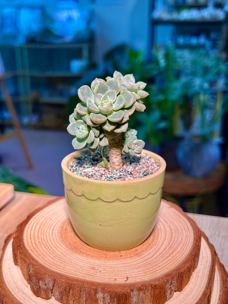 Echeveria Tinkerbell Variegated (Succulent) in a Ceramic Pot