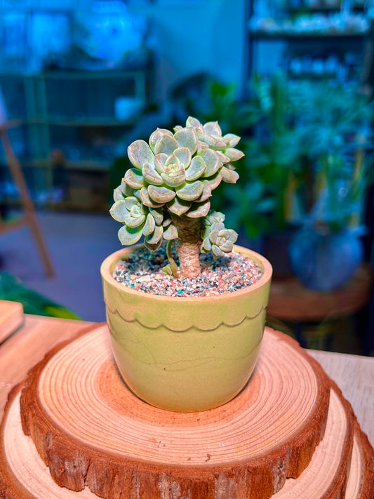Echeveria Tinkerbell Variegated (Succulent) in a Ceramic Pot