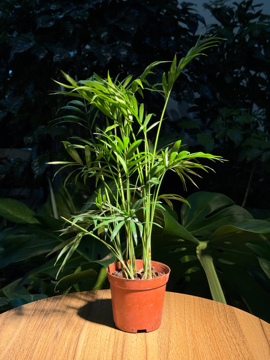 Bamboo Palm in Plastic Pot