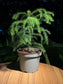 Norfolk Island Pine in Plastic Pot