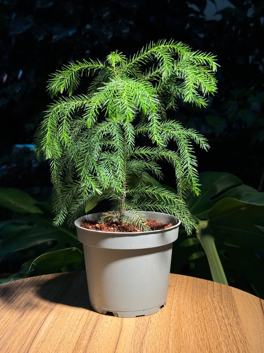 Norfolk Island Pine in Plastic Pot