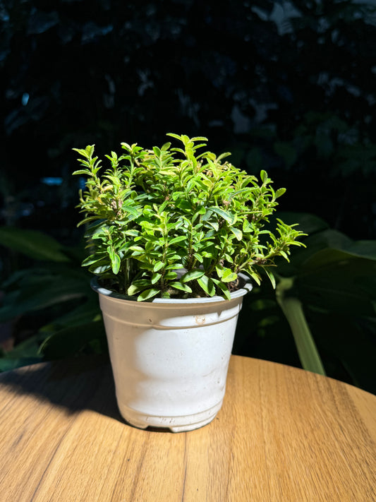 Alternanthera in Plastic Pot (M)