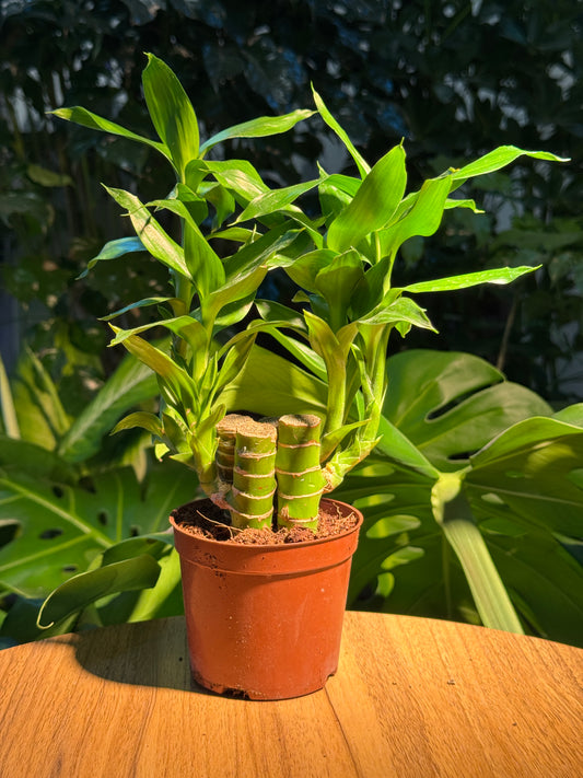 Lucky Bamboo in Plastic Pot