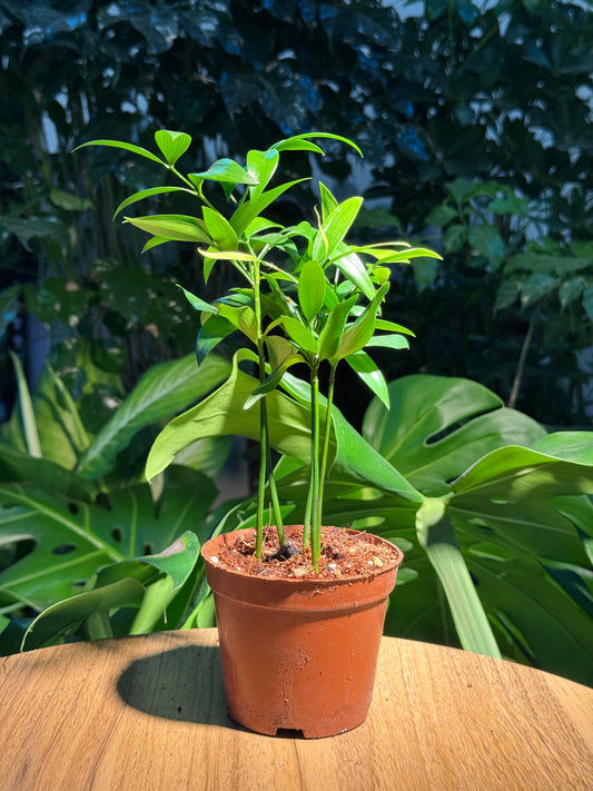 Nageia Nagi in Plastic Pot