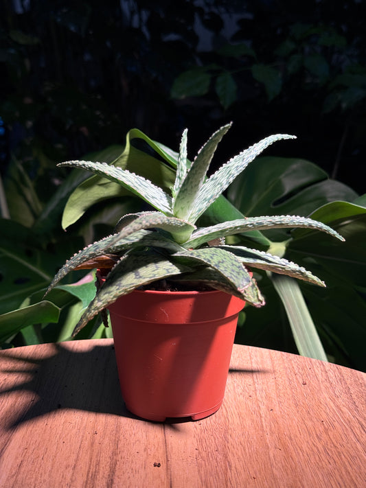Aloe Piranha in Plastic Pot