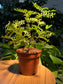 Pistachia in Plastic Pot