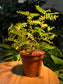 Pistachia in Plastic Pot