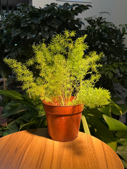 Sprenger's asparagus in Plastic Pot