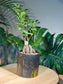 Fortune Ficus Bonsai in Black Pot