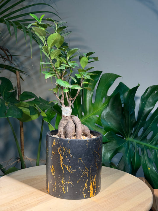Ficus Ginseng in Black Pattern Designed Ceramic Pot