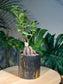 Fortune Ficus Bonsai in Black Pot