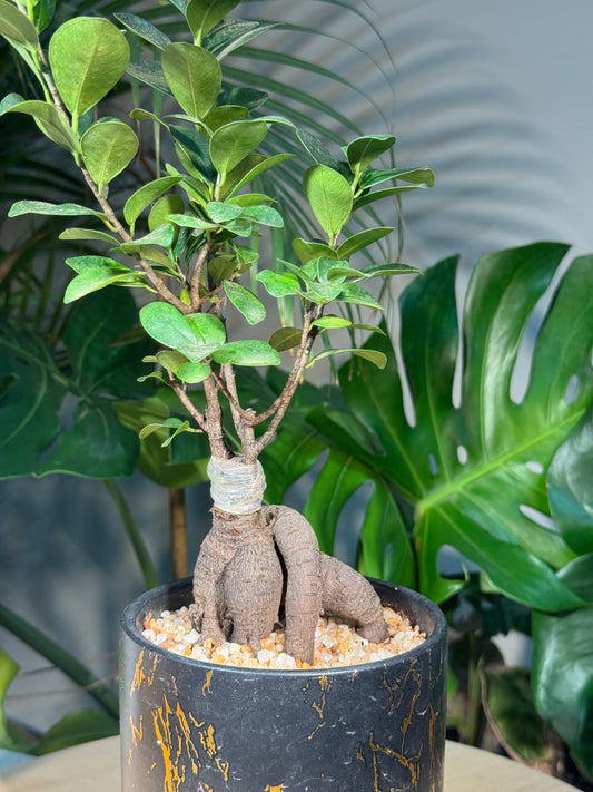 Ficus Ginseng in Black Pattern Designed Ceramic Pot