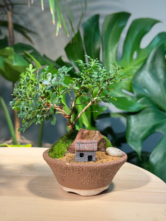 Miniature Zen Bonsai Landscape in Rustic Pot