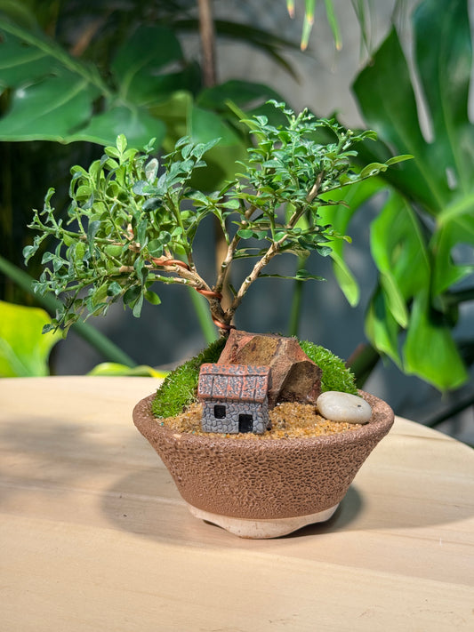 Miniature Zen Bonsai Landscape in Rustic Pot