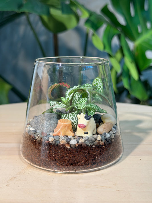 (Pre-order) Fittonia & Fern Arrangement in Fuji Glass Terrarium