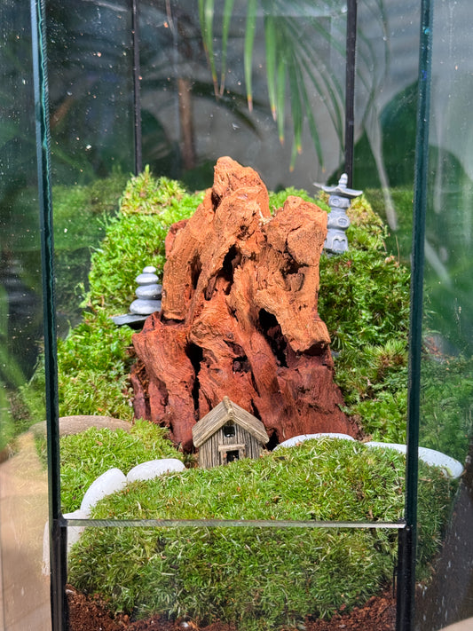 Moss Arrangement in Hexagonal Tall Terrarium