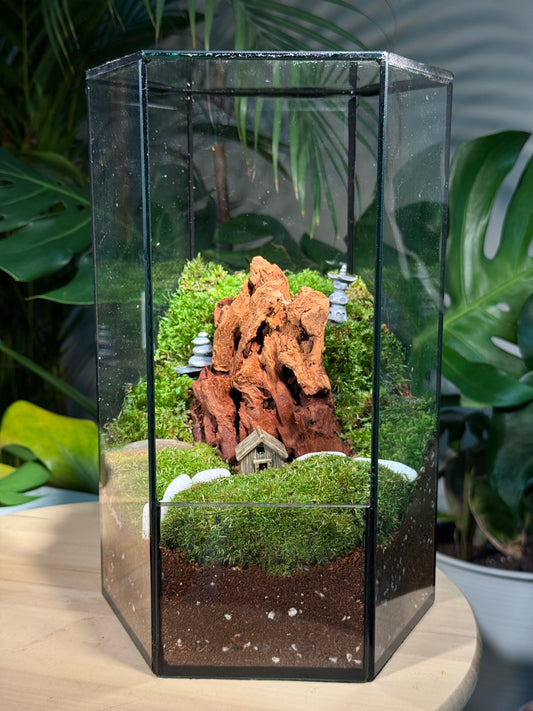 Moss Arrangement in Hexagonal Tall Terrarium