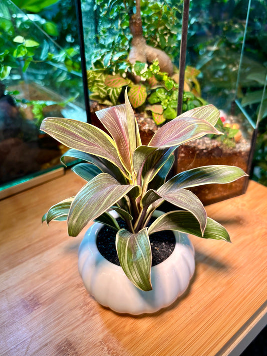 Cordyline in White Pumpkin Ceramic Pot