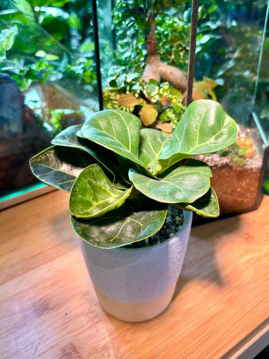 Ficus Lyrata Warb in Minimalist Pot