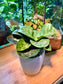 Ficus Lyrata Warb in Minimalist Pot