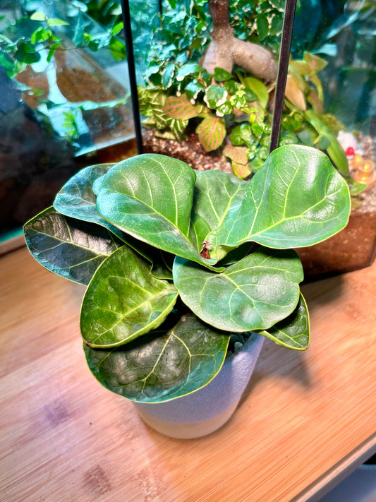 Ficus Lyrata Warb in Minimalist Pot