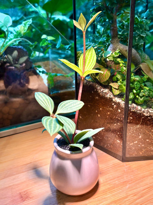 Peperomia Tetragona in Cute Blush Pink Pot 🎀