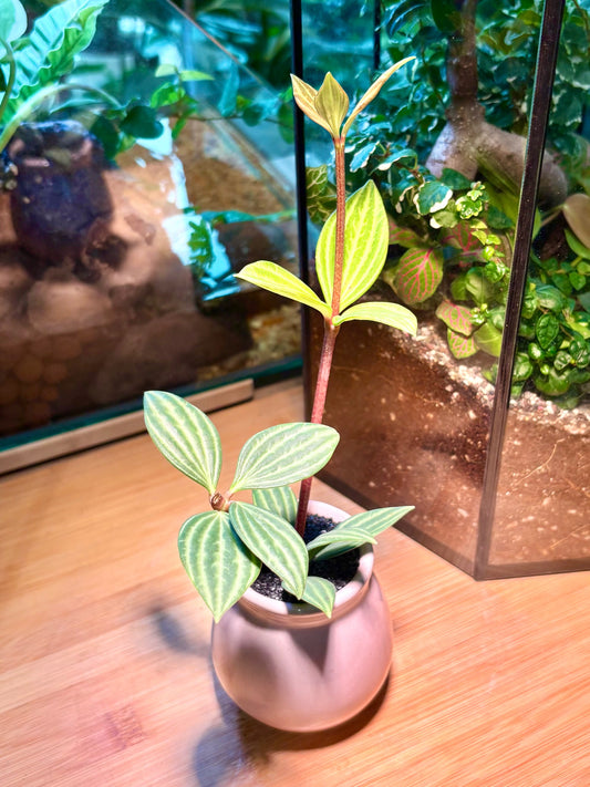 Peperomia Tetragona in Cute Blush Pink Pot 🎀