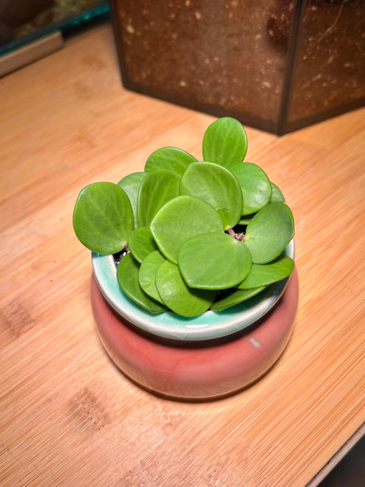Peperomia Pecuniifolia in Blushy Peach Pot 🍑