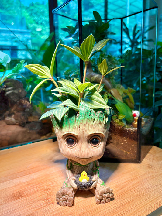 Peperomia Puteolata in Charming Groot Pot 🪵