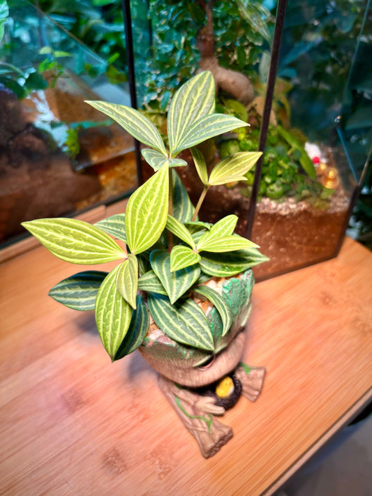 Peperomia Puteolata in Charming Groot Pot 🪵