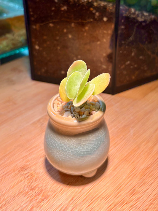 Kalanchoe Thyrsiflora in Tiny Pot