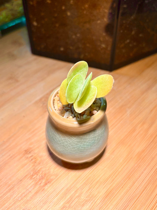 Kalanchoe Thyrsiflora in Tiny Pot