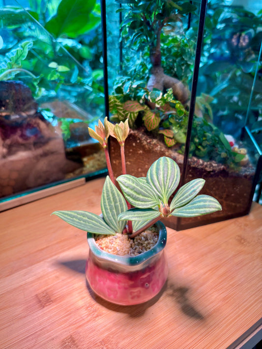 Peperomia Tetragona in Ribben Pink Pot 🎀