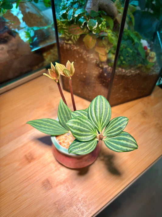 Peperomia Tetragona in Ribben Pink Pot 🎀