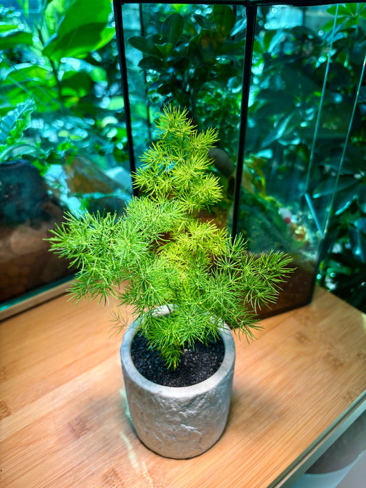 Asparagus Fern in Handmade Concrete Pot
