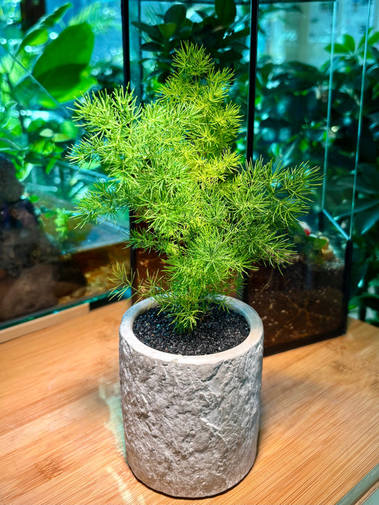Asparagus Fern in Handmade Concrete Pot