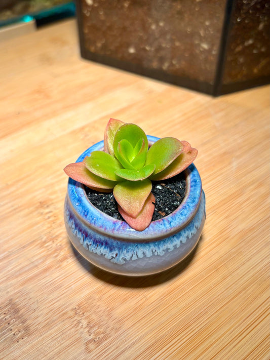 Crassula Capitella in Blue Sea Pot 🌊