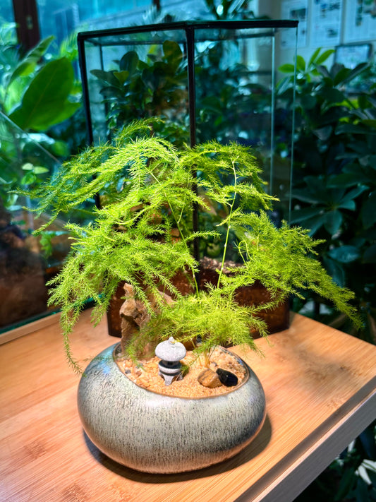 Asparagus Setaceus in Cozy Ceramic Pot 🪨