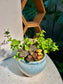Fittonia & Peperomia Rotundifolia Arrangement in Capybara Blue Sea Pot