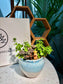 Fittonia & Peperomia Rotundifolia Arrangement in Capybara Blue Sea Pot