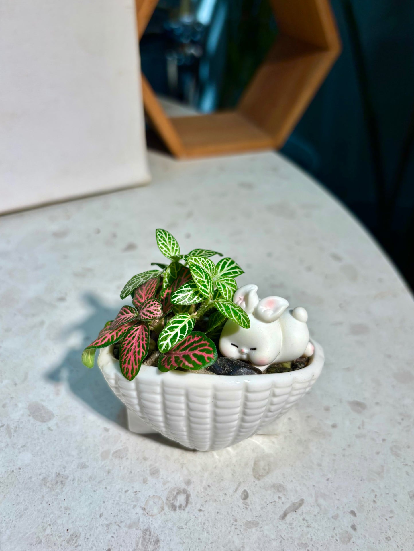 Fittonia in Bunny Shell Pot 🐰🐚