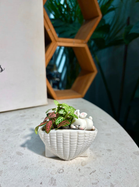 Fittonia in Bunny Shell Pot 🐰🐚