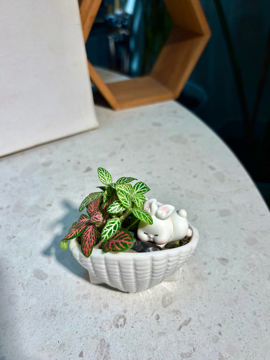 Fittonia in Bunny Shell Pot 🐰🐚