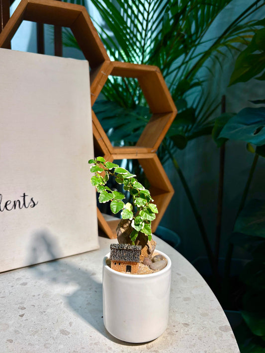 Ficus Pumila in Mini House White Pot 🏠