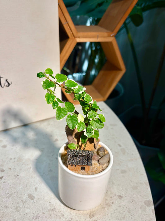 Ficus Pumila in Mini House White Pot 🏠
