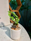 Ficus Pumila in Mini House White Pot 🏠