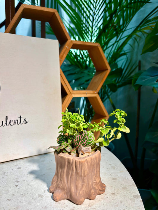 Fittonia & Peperomia Rotundifolia in Tree Trunk Pot 🪵