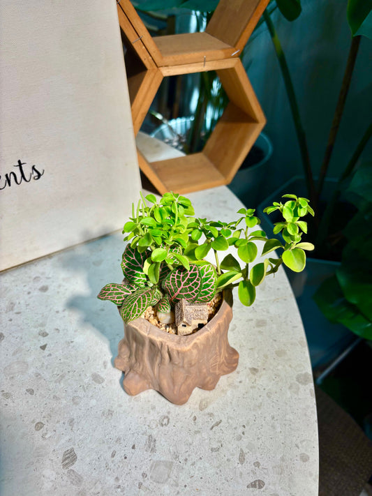 Fittonia & Peperomia Rotundifolia in Tree Trunk Pot 🪵